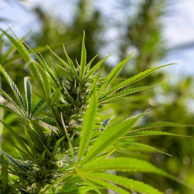 Cannabis plant in greenhouse